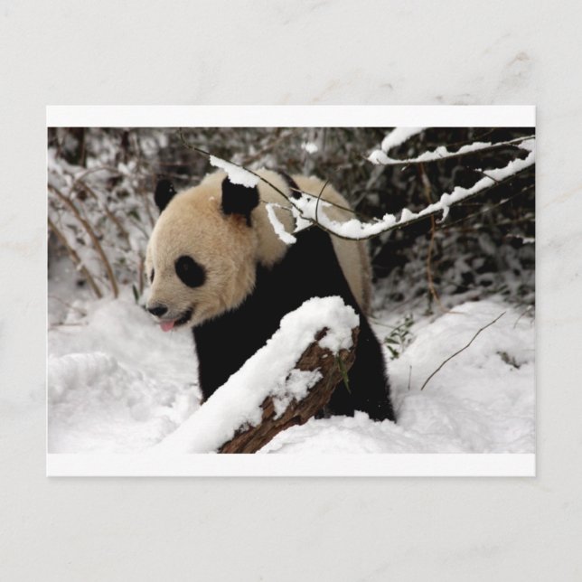 Postal Oso Panda (Anverso)