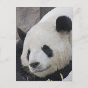 Postal oso panda gigante