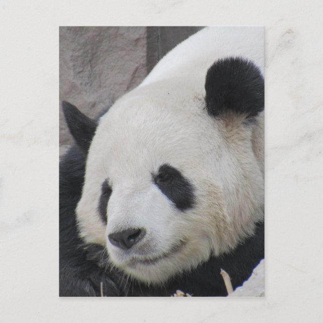Postal oso panda gigante (Anverso)