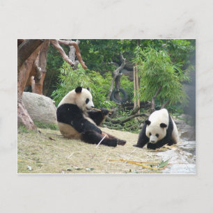 Postal Oso panda gigante en una fotografía de zoológico d