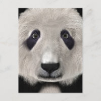 Oso Panda Lindo Kawaii Regalo Perfecto para Amante