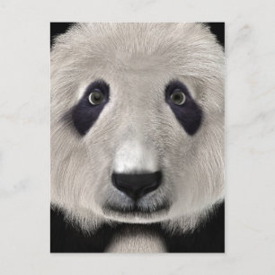 Postal Oso Panda Lindo Kawaii Regalo Perfecto para Amante