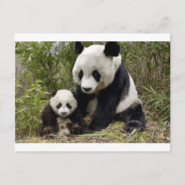 Postal Oso Panda Madre Con Su Cachorro (Anverso)