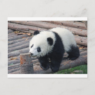 Postal oso panda osos personalizados aniversarios