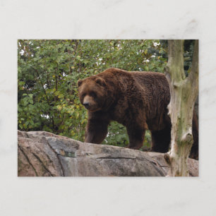 Postal oso pardo-013