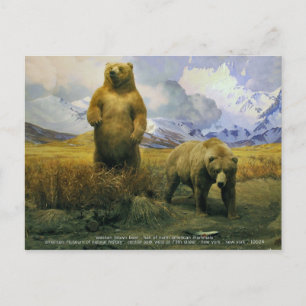 Postal oso pardo alasqués