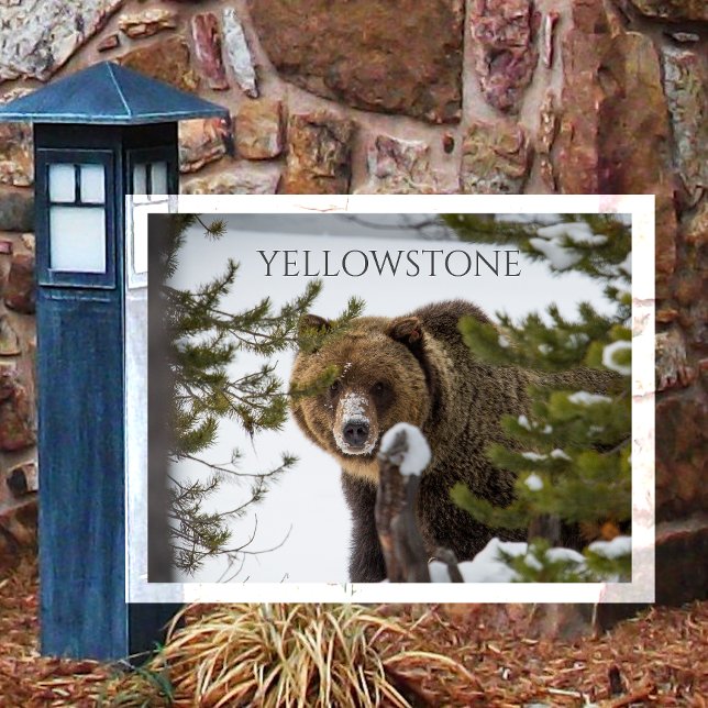 Postal Oso Pardo, Asomándose Yellowstone NP (Subido por el creador)