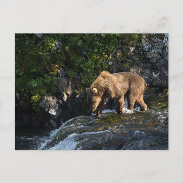 Postal Oso Pardo de Kodiak Buscando Salmón (Anverso)
