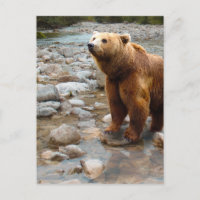 Oso Pardo en Arroyo