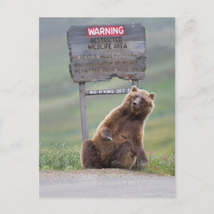 Postal Oso Pardo Juega Con Señal
