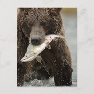 Postal Oso pardo, o oso grizzly costero, Ursus