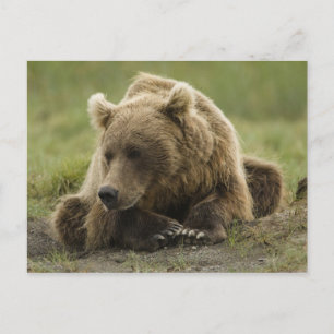 Postal Oso pardo, o oso grizzly costero, Ursus