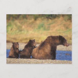 Postal Oso pardo, oso grizzly, cerda con crías,