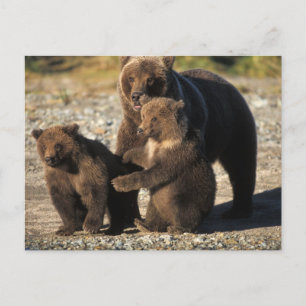 Postal Oso pardo, oso grizzly, osa con crías en la costa