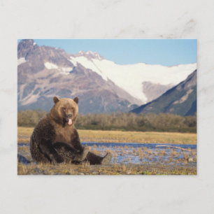 Postal oso pardo, Ursus arctos, oso grizzly, Ursus