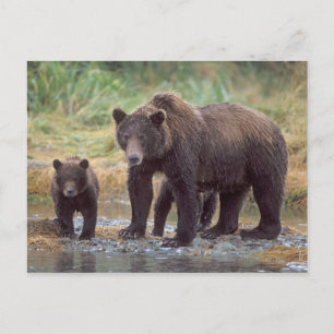 Postal oso pardo, Ursus arctos, oso grizzly, Ursus 3