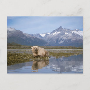 Postal oso pardo, Ursus arctos, oso grizzly, Ursus 4