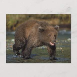 Postal oso pardo, Ursus arctos, oso grizzly, Ursus 6