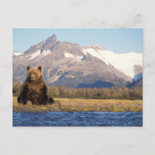 Postal oso pardo, Ursus arctos, oso pardo, Ursus