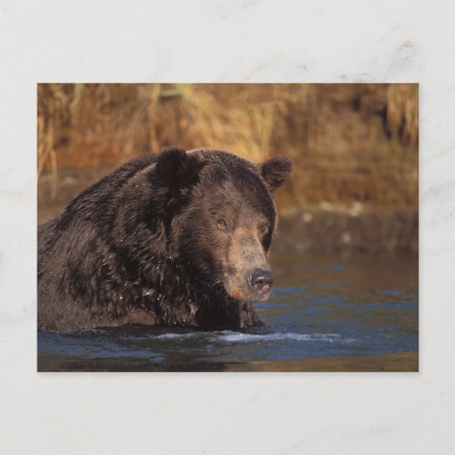 Postal oso pardo, Ursus arctos, oso pardo, Ursus 5 (Anverso)