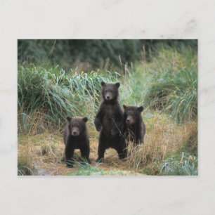 Postal oso pardo, Ursus arctos, oso pardo, Ursus 7