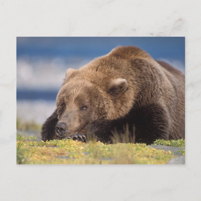 Postal oso pardo, Ursus arctos, oso pardo, Ursus 8 (Anverso)