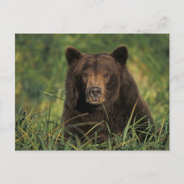 Postal oso pardo, Ursus arctos, oso pardo, Ursus 9 (Anverso)