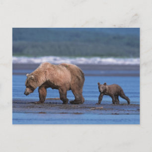 Postal Oso pardo, Ursus arctos, Península de Alaska, 2