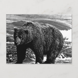 Postal Oso pardo vintage USA Alaska