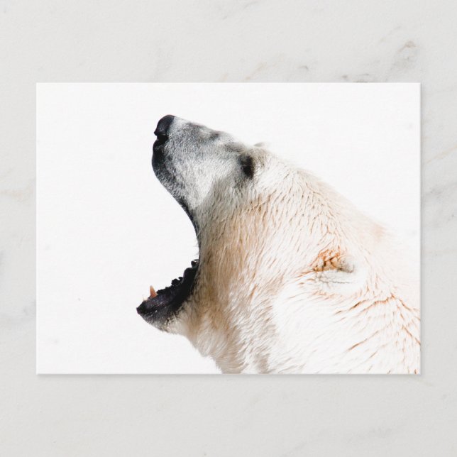 Postal Oso polar (Anverso)