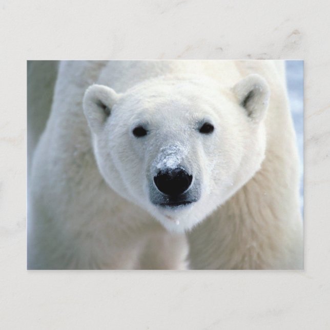 Postal oso polar (Anverso)