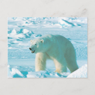 Postal Oso polar