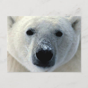 Postal Oso polar