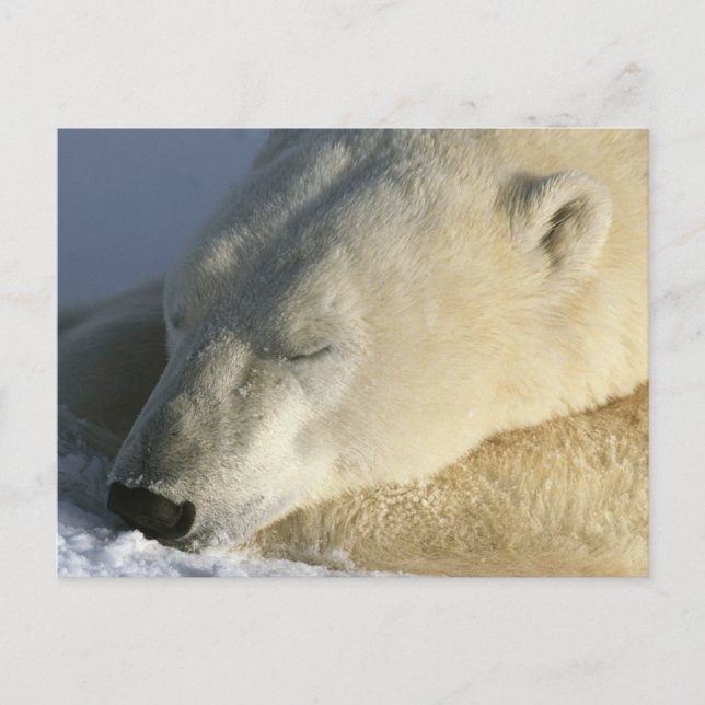 Postal Oso polar (Anverso)