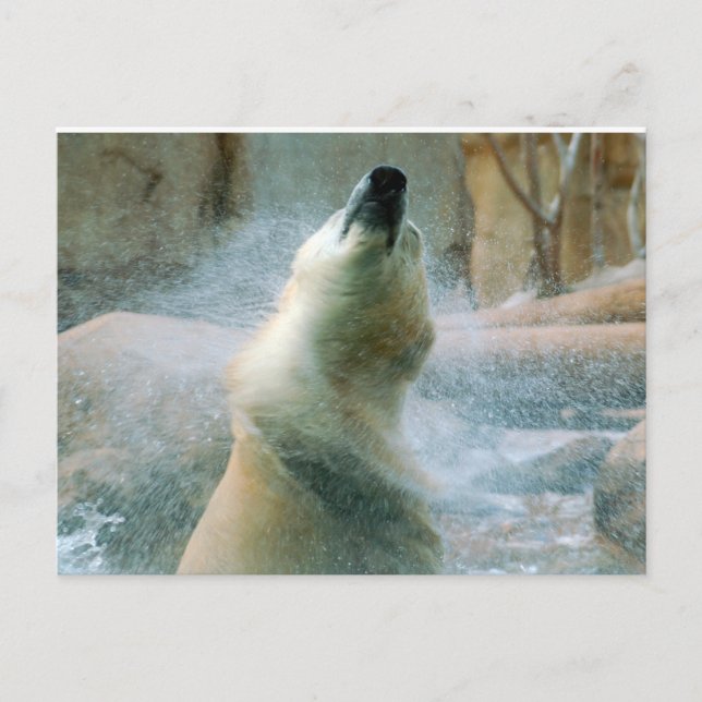 Postal Oso polar (Anverso)