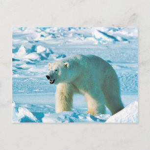 Postal Oso polar