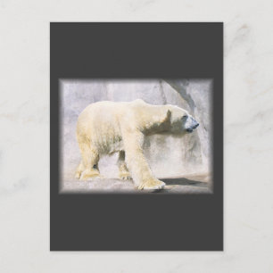 Postal oso polar