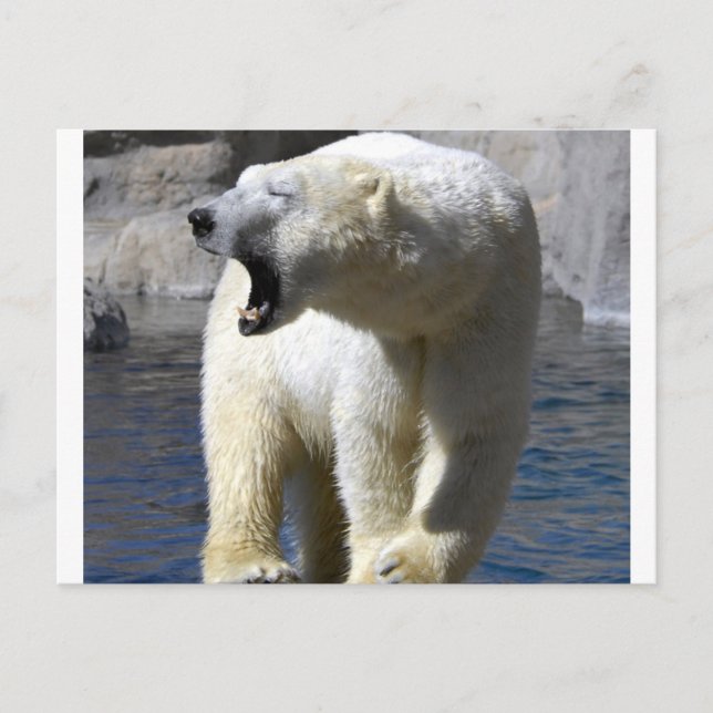 Postal Oso polar (Anverso)
