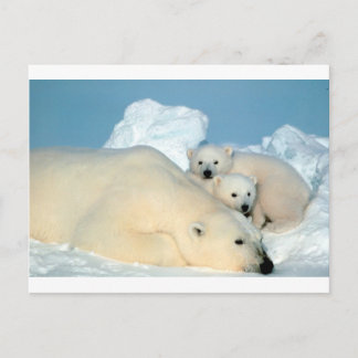 Postal Oso polar 1