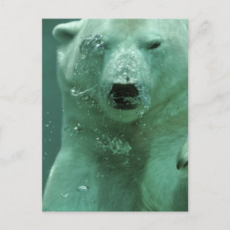 Postal oso polar-4069