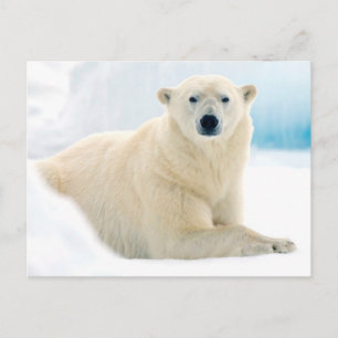 Postal oso polar adulto con gran jabalí en el hielo de ve
