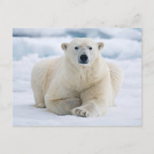 Postal Oso polar adulto en el hielo de verano