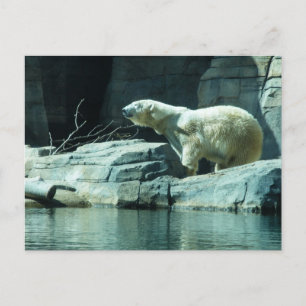 Postal Oso Polar: Berlín
