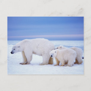 Postal Oso polar cerda con cachorros