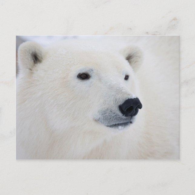 Postal Oso Polar Churchill (Anverso)
