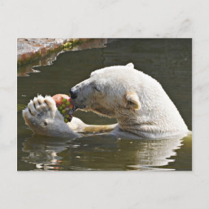 Postal Oso Polar Comiendo Fruta En El Agua