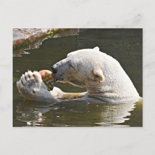 Postal Oso Polar Comiendo Fruta Saludo (Anverso)