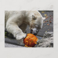 Oso Polar comiendo una calabaza