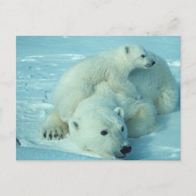 Postal Oso polar con cachorro (Anverso)