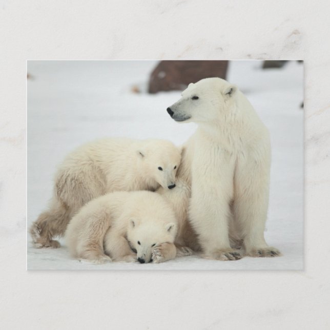 Postal Oso Polar Con Cubs (Anverso)